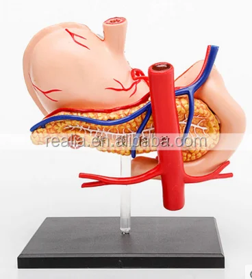 HM-BD-024 High quality plastic 4D stomach model