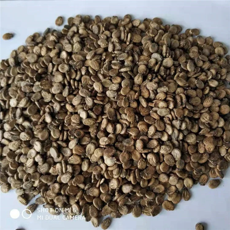 
XINHONGFU Hybrid Watermelon Seeds for Growing 