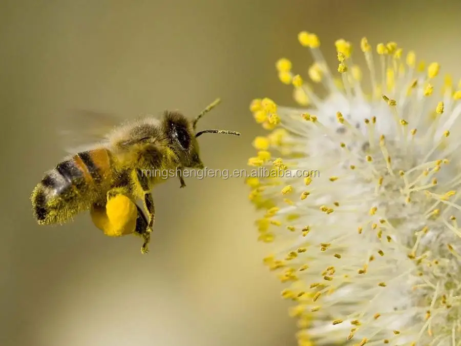 New arrival 100% natural Mixed flower bee pollen