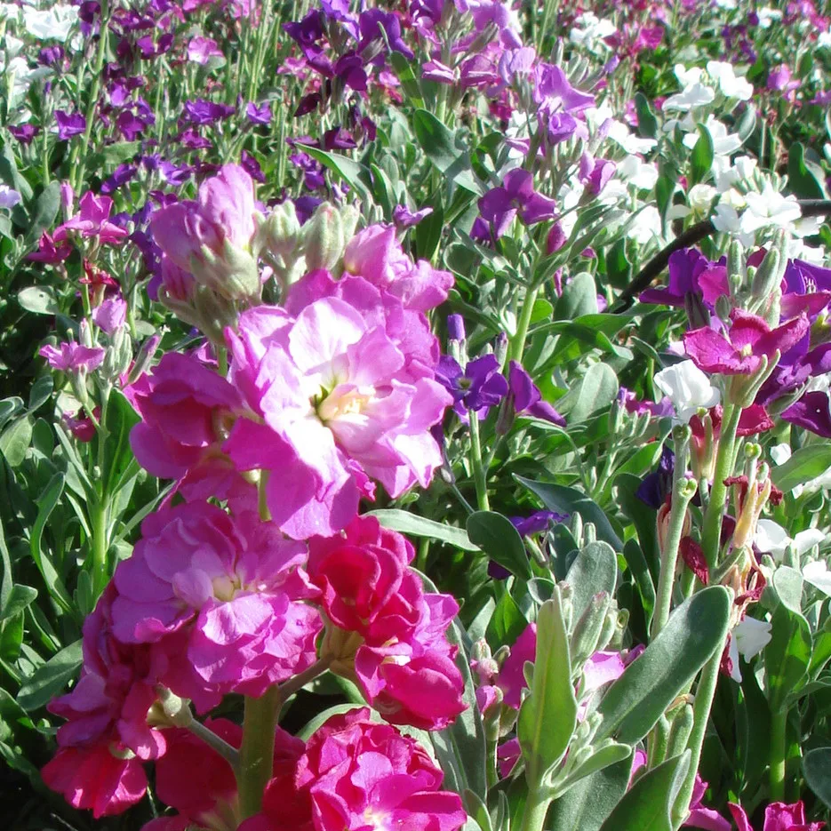 Top Quality Flower Seed For Sale, Fresh Violet Flower Seeds For Growing