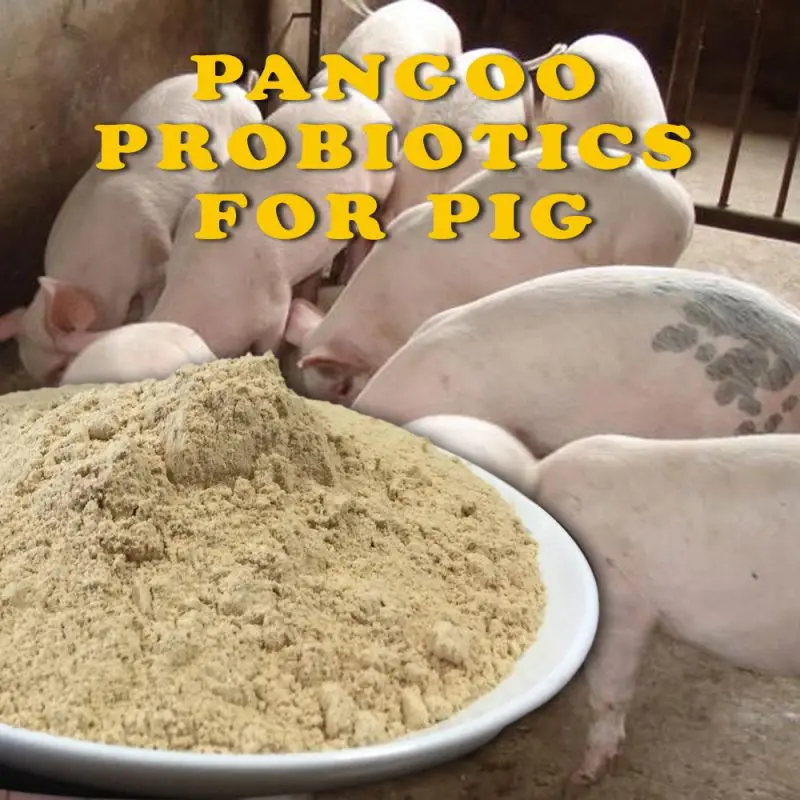 
swine, hoggery, hog, piglet, sow, growing pigs,fattening pigs used bio probiotics feed ingredient 