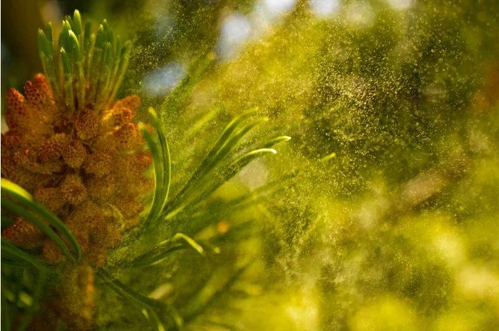 Provide Customized Services Shell Broken Pine Pollen Extract Powder Solvent Extraction From Wild Plants