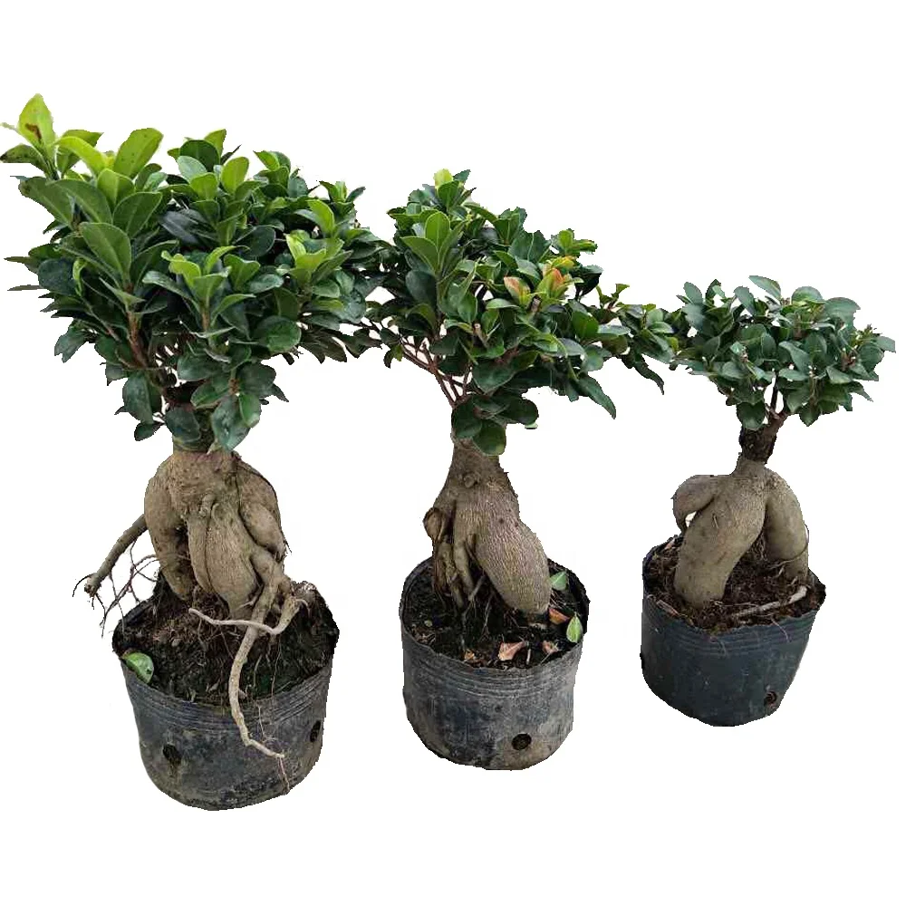 ficus ginseng microcarpa ficus bosai  for sale indoor and outdoor plants