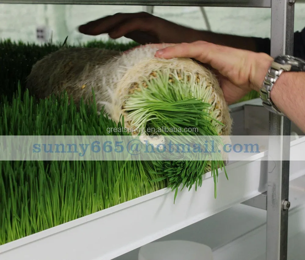 cow farm equipment 1000kg fodder machine / hydroponic fodder systems/ grain bud sprouting solution for cattle fodder