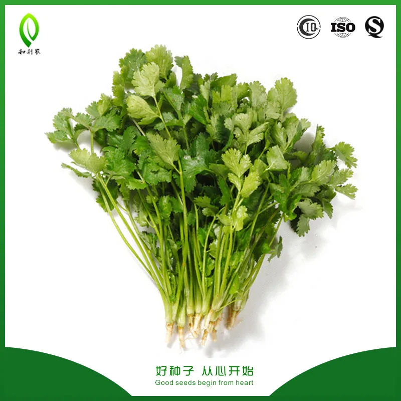 
Chinese parsley seed coriander seed with best price 