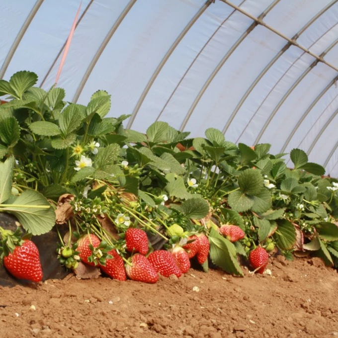 100 meters length strawberry tropical greenhouse for sale