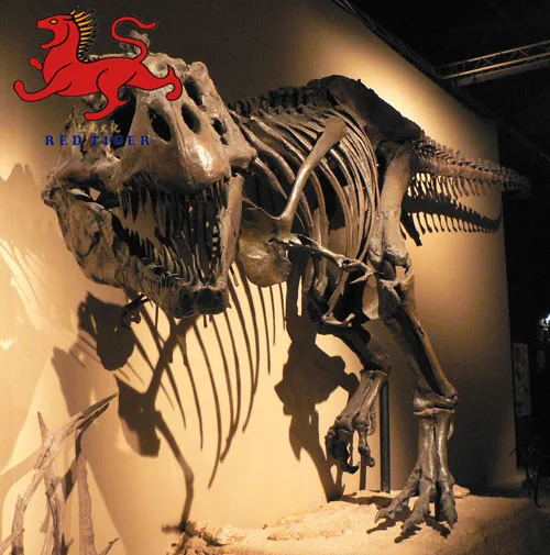 High Simulation Dinosaur  fossil for museum