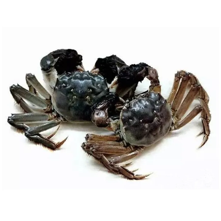 
Herb Drug Aquaculture Medicine Treating Kidney Disease 