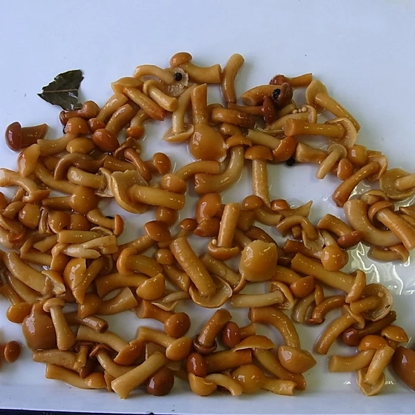 Chinese canned nameko mushroom marinated with lower price