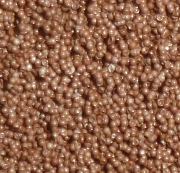 artemia cysts brine shrimp eggs