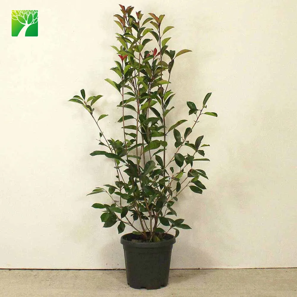 Горячая Распродажа, многолетняя гардения, цветущее растение Photinia serrulata
