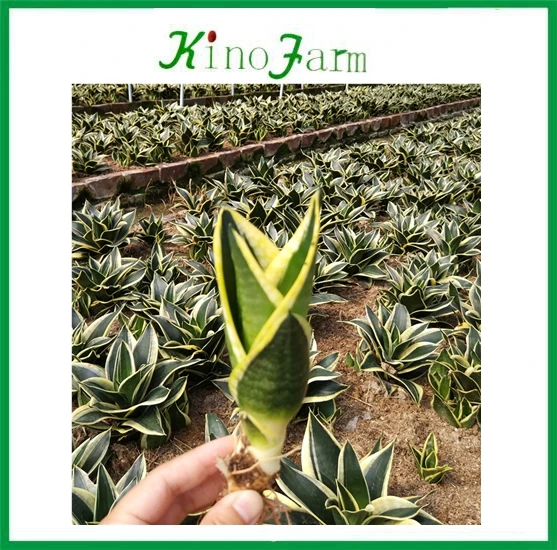  Мини Sansevieria Trifasciata Hahnii