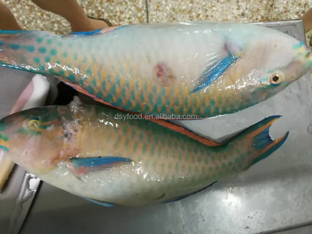 Frozen Parrot Fish Fillet Indonesia