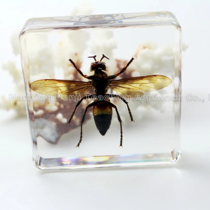 Acrylic Paperweight Tiger Wasp Specimen of Teaching Aids