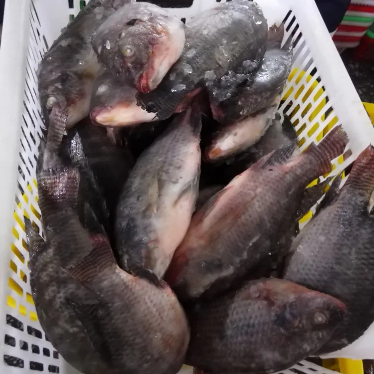 
chinese frozen fish 500-800g 