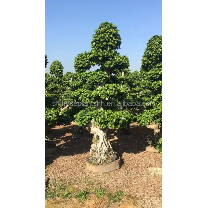 
 Ландшафтное уличное растение, корень воздуха, фикус, Microcarpa, бонсай, дерево  