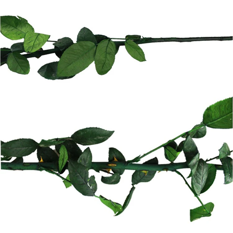70cm Best Quality Natural long forever Preserved Rose Stem For Making Preserved Glass Dome Rose