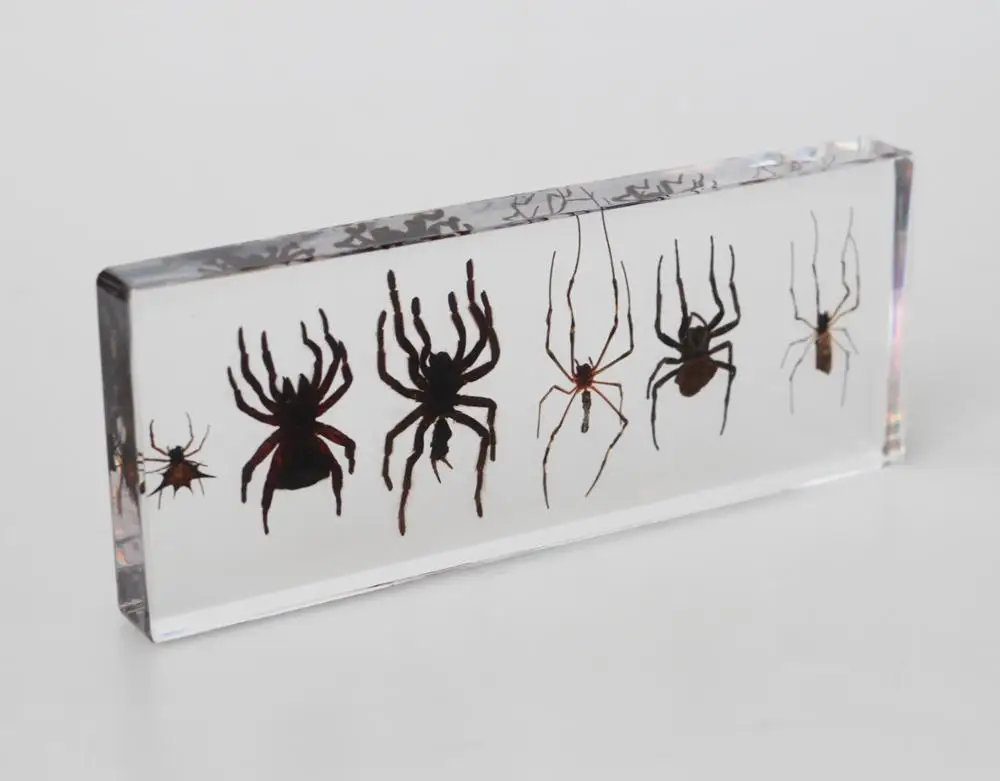 Wholesale 6 Real Spider Preserved Biological Specimens for Education