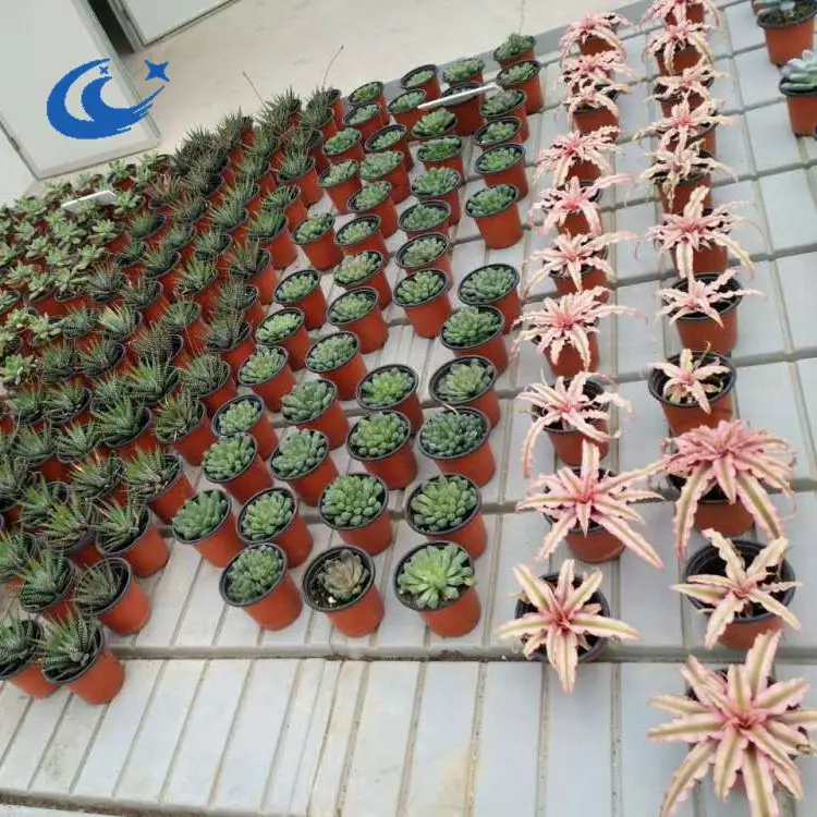 Hydroponic Flood Tables and Trays Ebb and flow Rolling Bench