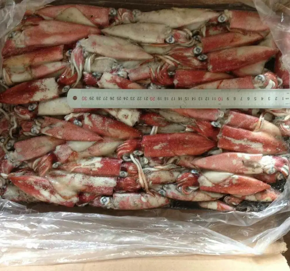New squid frozen squid fresh squid wholesale