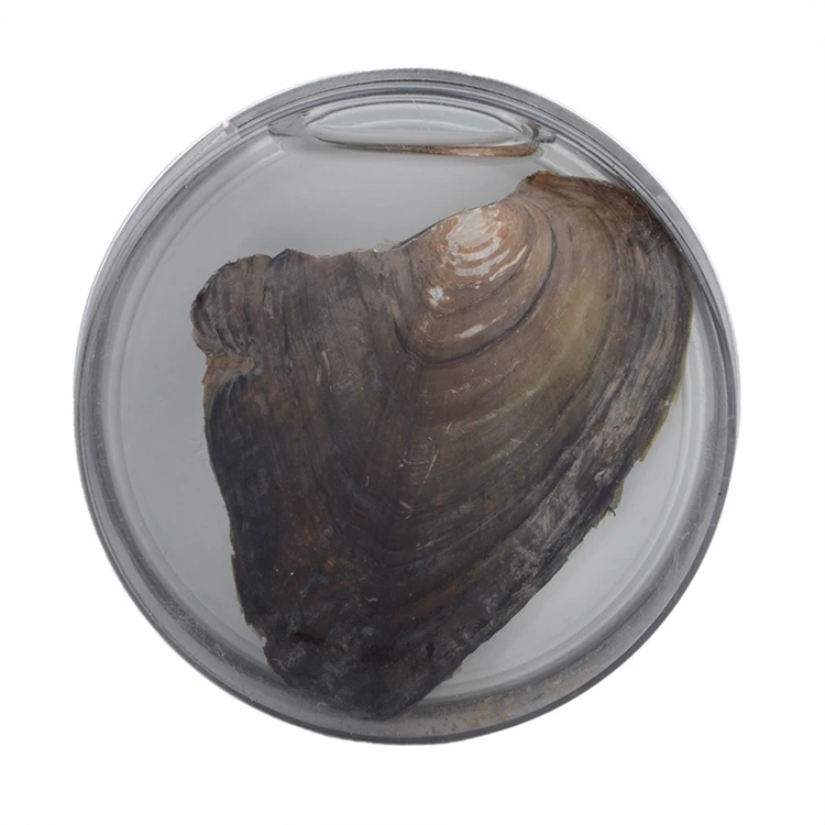 Wholesale 6-8mm AAA+ high luster natural round pearl freshwater cultured canned oysters pearls