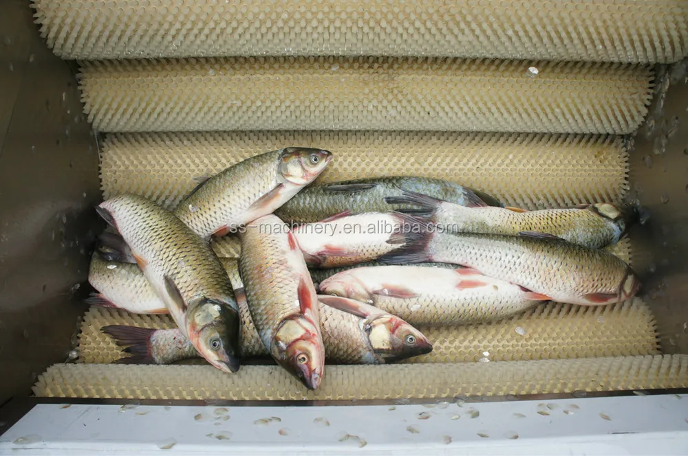 
Fish scale remove machine fish scale peeler fish processing machine 