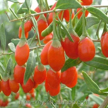 
S202 Factory Supply High Low Price Certified Goji Seeds 