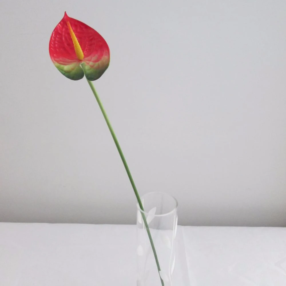 
 Натуральные растения, тип anthurium, цветы и растения для продажи  