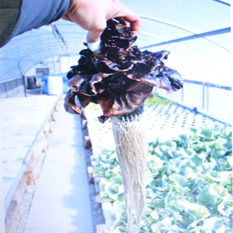 New greenhouse products aquaponics greenhouse systems