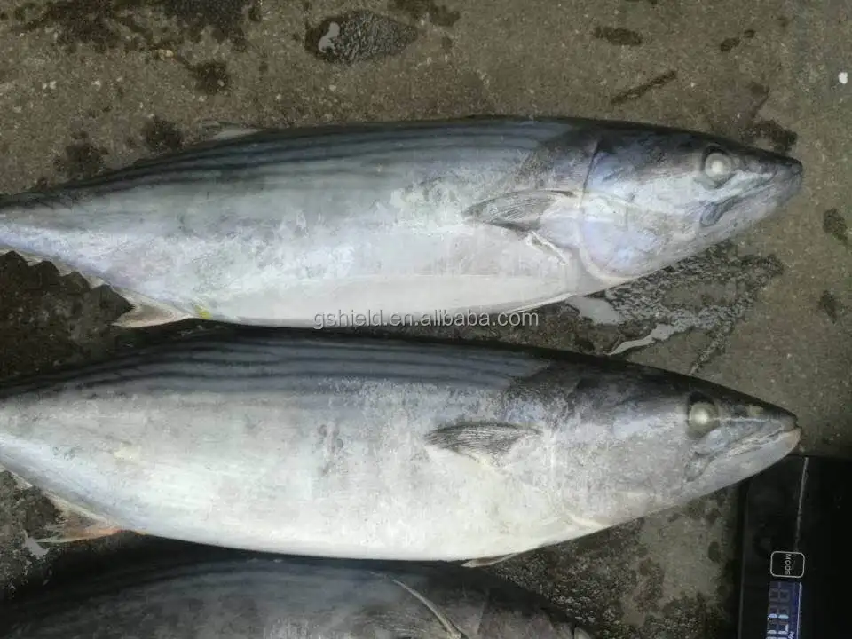 2019 new coming oriental bonito/ striped bonito / bonito tuna fish low price good quality