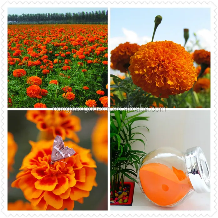 BEST SELLER High Quality Natual Marigold Flower Extract lutein 10-80% Powder