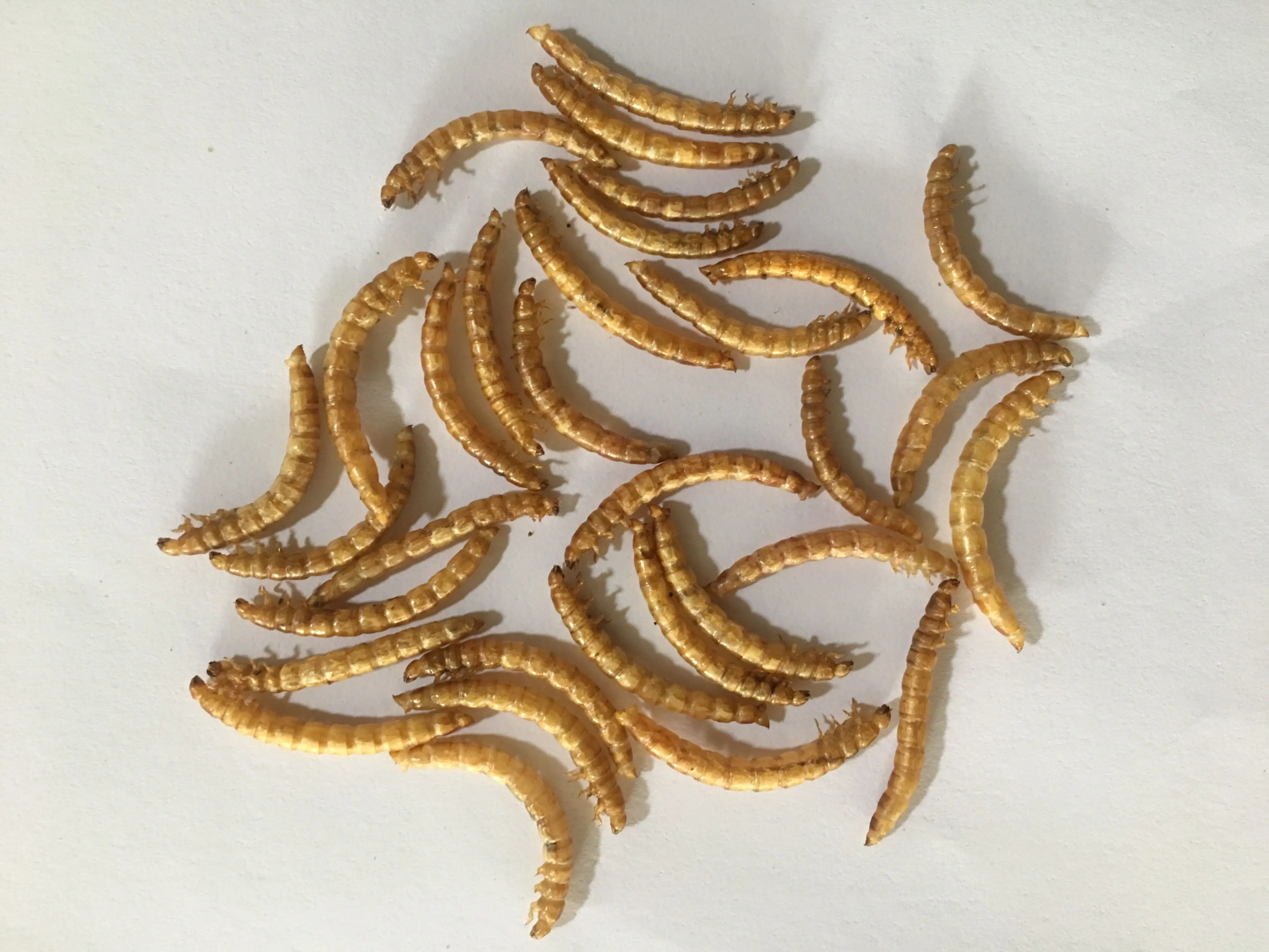 
Natural Dried Mealworms Poultry Feed Animal Feed 