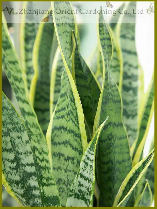 Natural bonsai indoor plant sansevieria