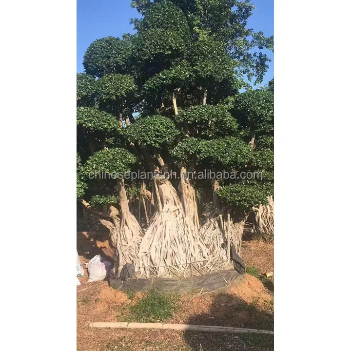 
Outdoor pants Big ficus tree ficus microcarpa bonsai 