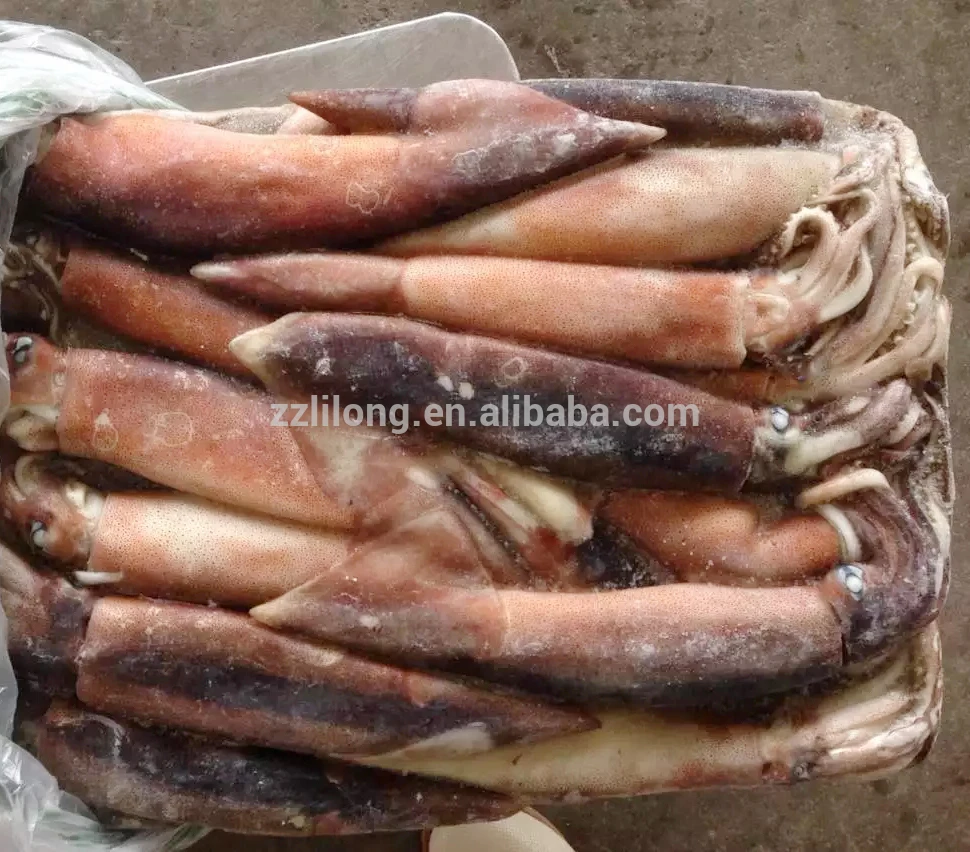 200 to 300g illex argentinua frozen squid price wholesale