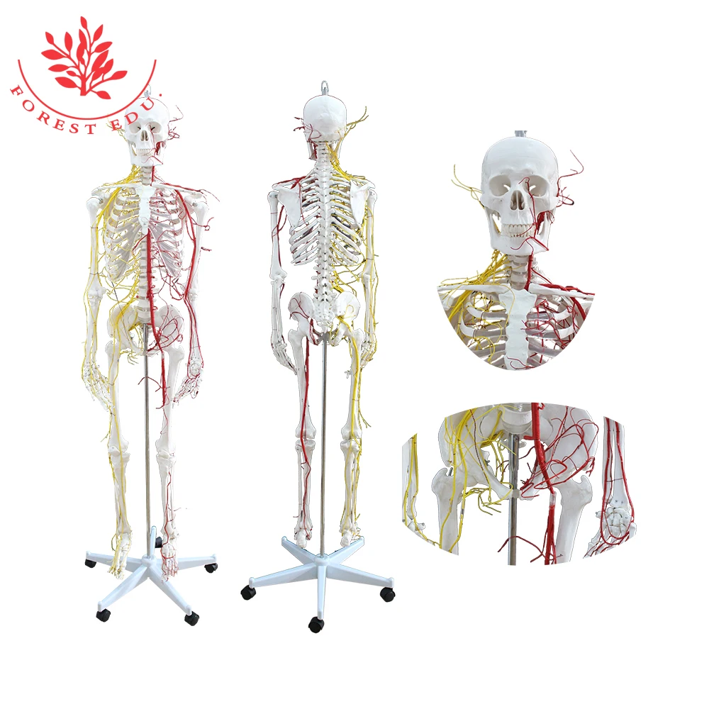 Модель анатомического скелета для обучения человеку с нервами и кровеносными сосудами