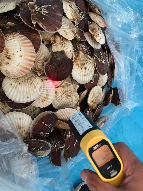 
Japanese Seafood Importer High Quality Fresh Shell Scallop Wholesale 