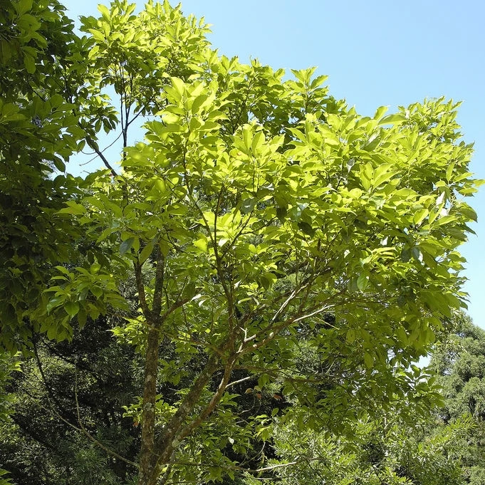 Небольшие саженцы Cinnamomum kanehirae