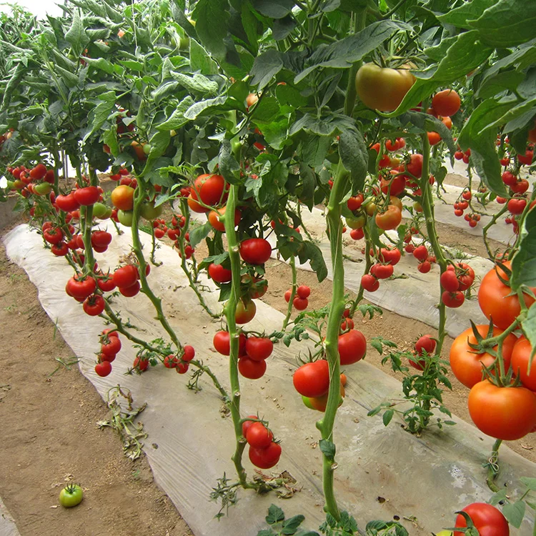 Лучшее качество, семена томатов красной вишни ранней зрелости