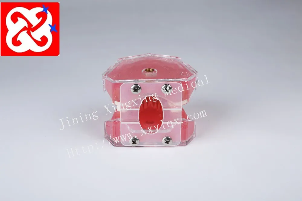 Extractable teeth model demonstrate tooth structure anatomy practice model with soft silicone gum adult