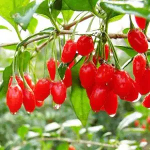 
2018 Chinese Healthy New Goji berry Dried Fruit tea 