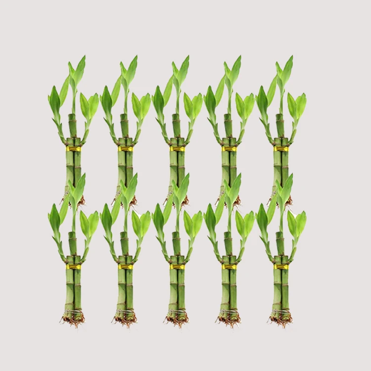 Hot selling 50cm straight natural plants lucky bamboo plant lucky bamboo cheap