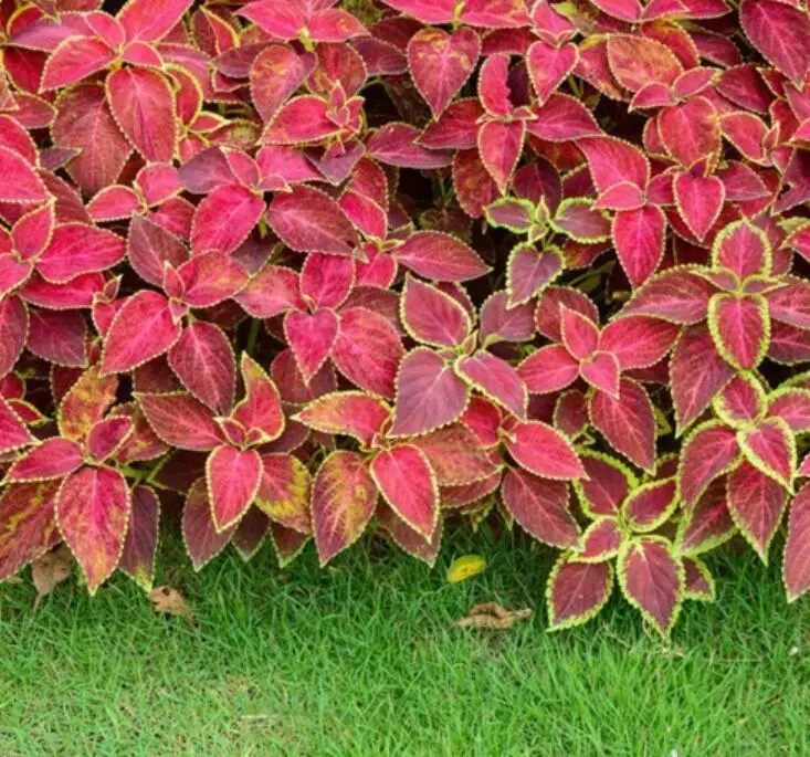 
500g Houseplants dress up your Painted-leaf Begonia rex seeds for sale 