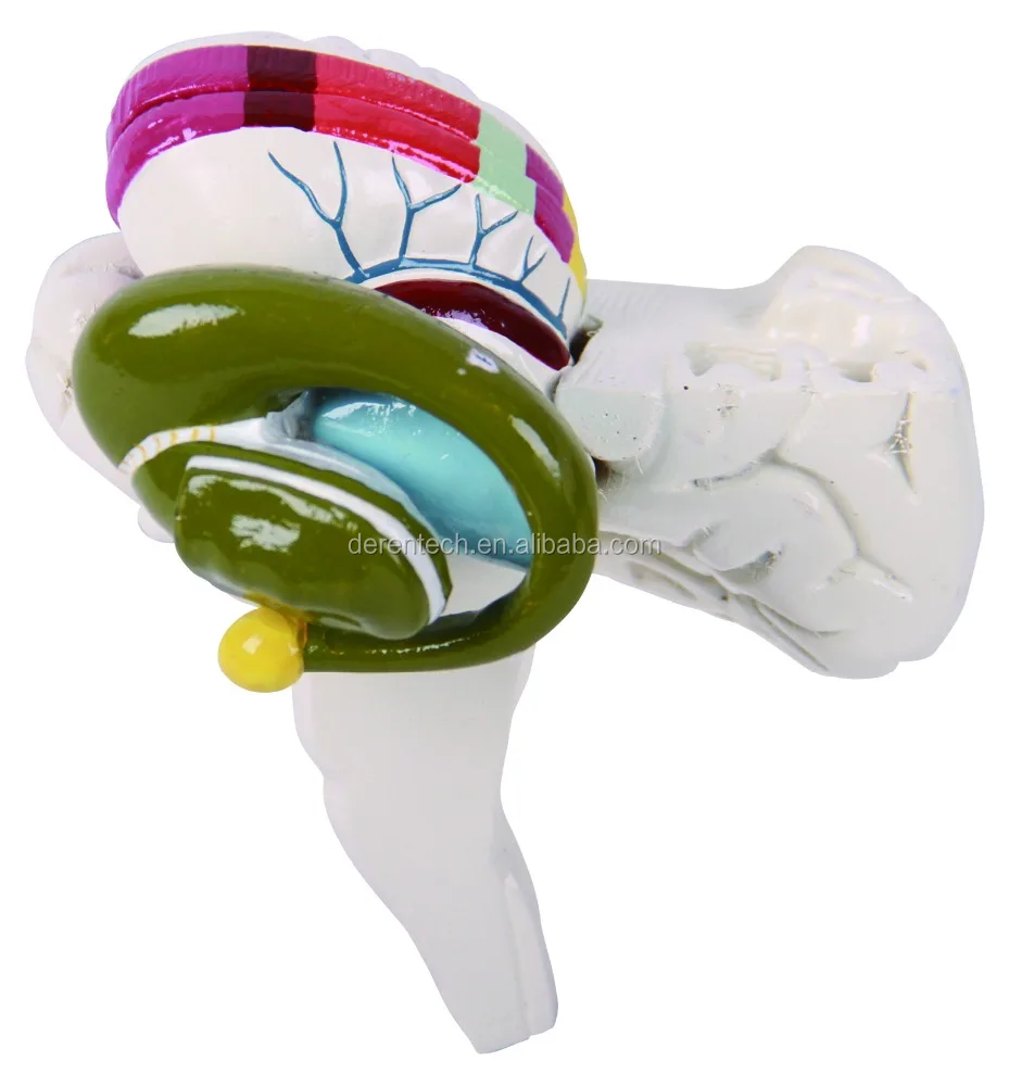 Medical human brain model of basal nuclei and internal capsule