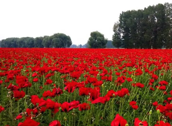 Natural new mixed Red Poppy Flowers Papaver rhoeas seeds for sowing in garden or park