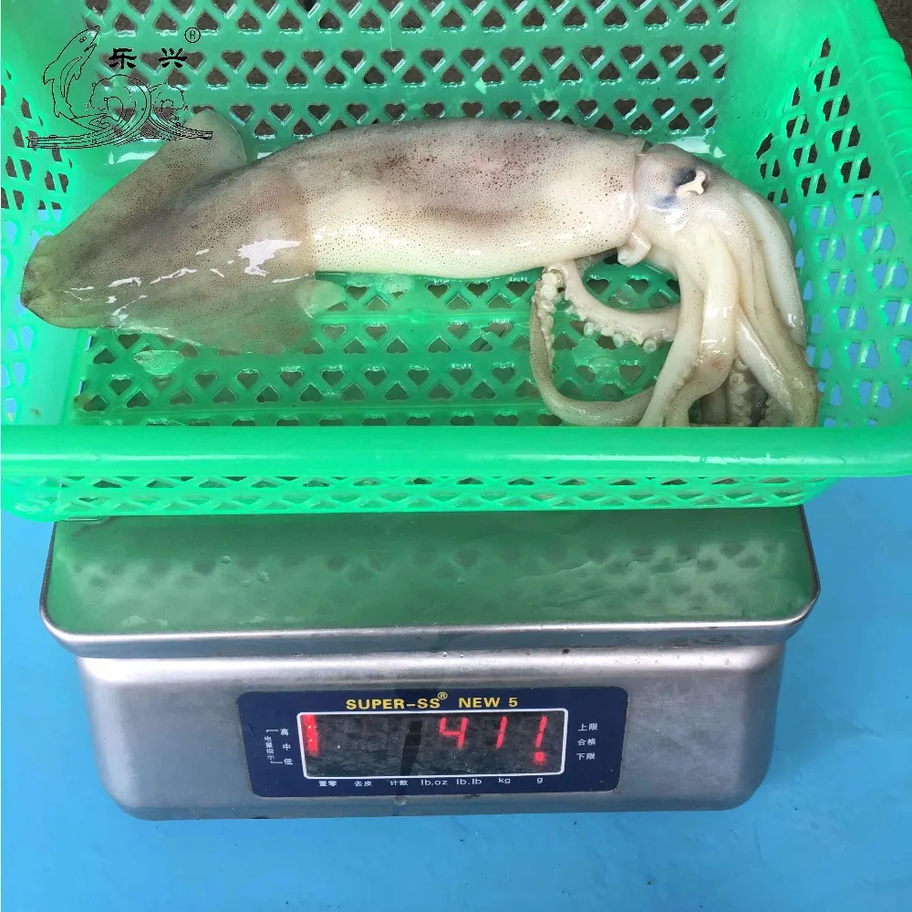 Frozen illex squid IQF