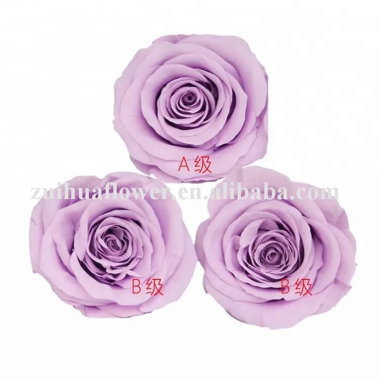 7-8cm factory home/hotel decoration preserved dried flower rainbow rose