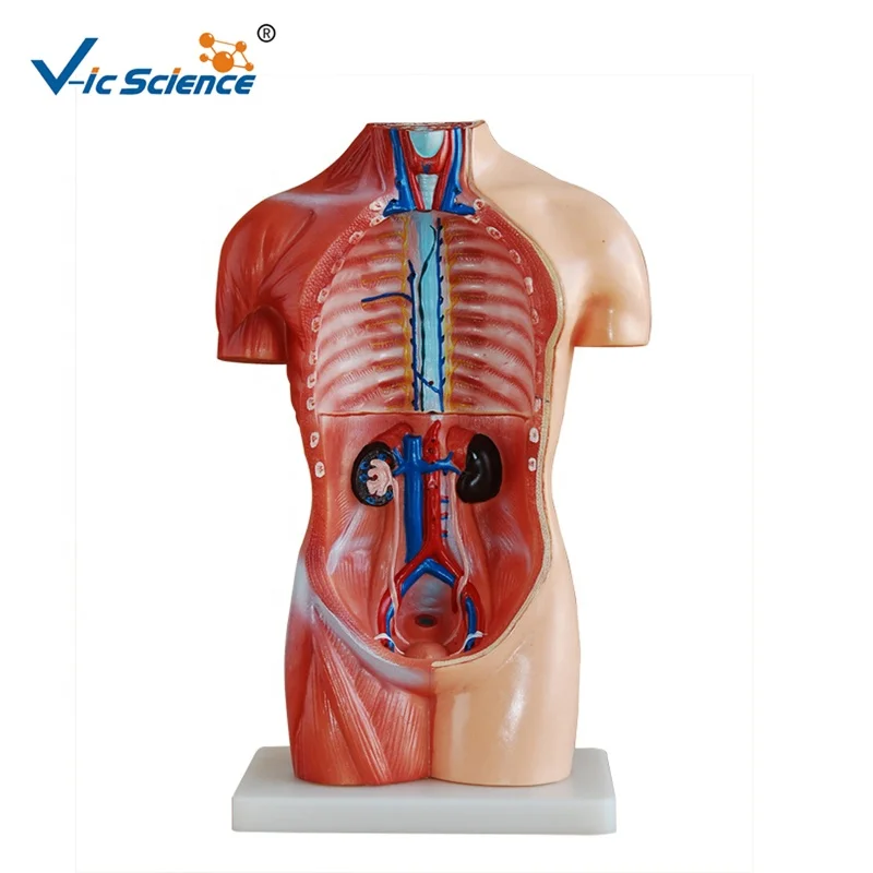 medical science 18  Parts Medical Anatomy 42cm sexless Human Torso Model medical anatomical model
