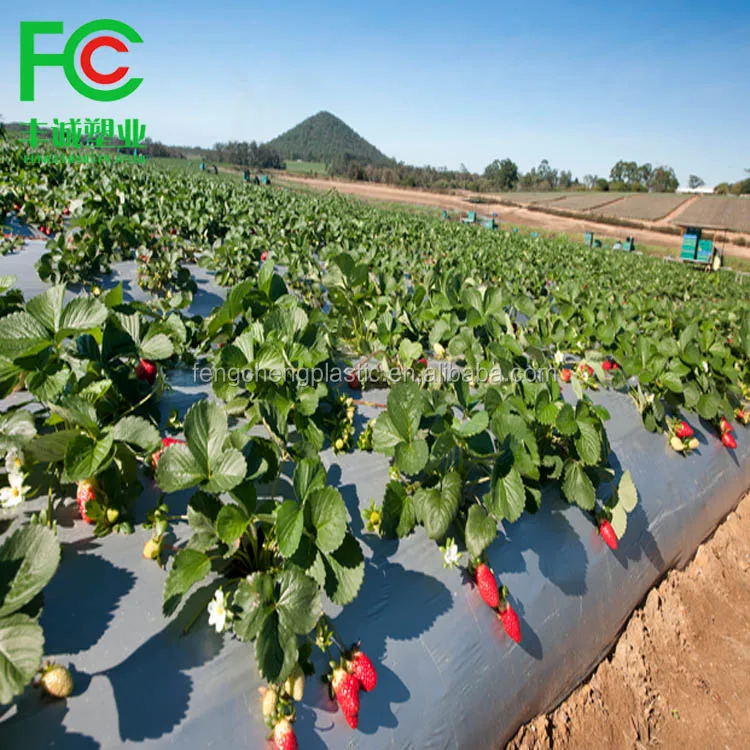 Black plastic mulch film for strawberry,cheap mulching film roll price,plastic rolls for laundry for sale hot