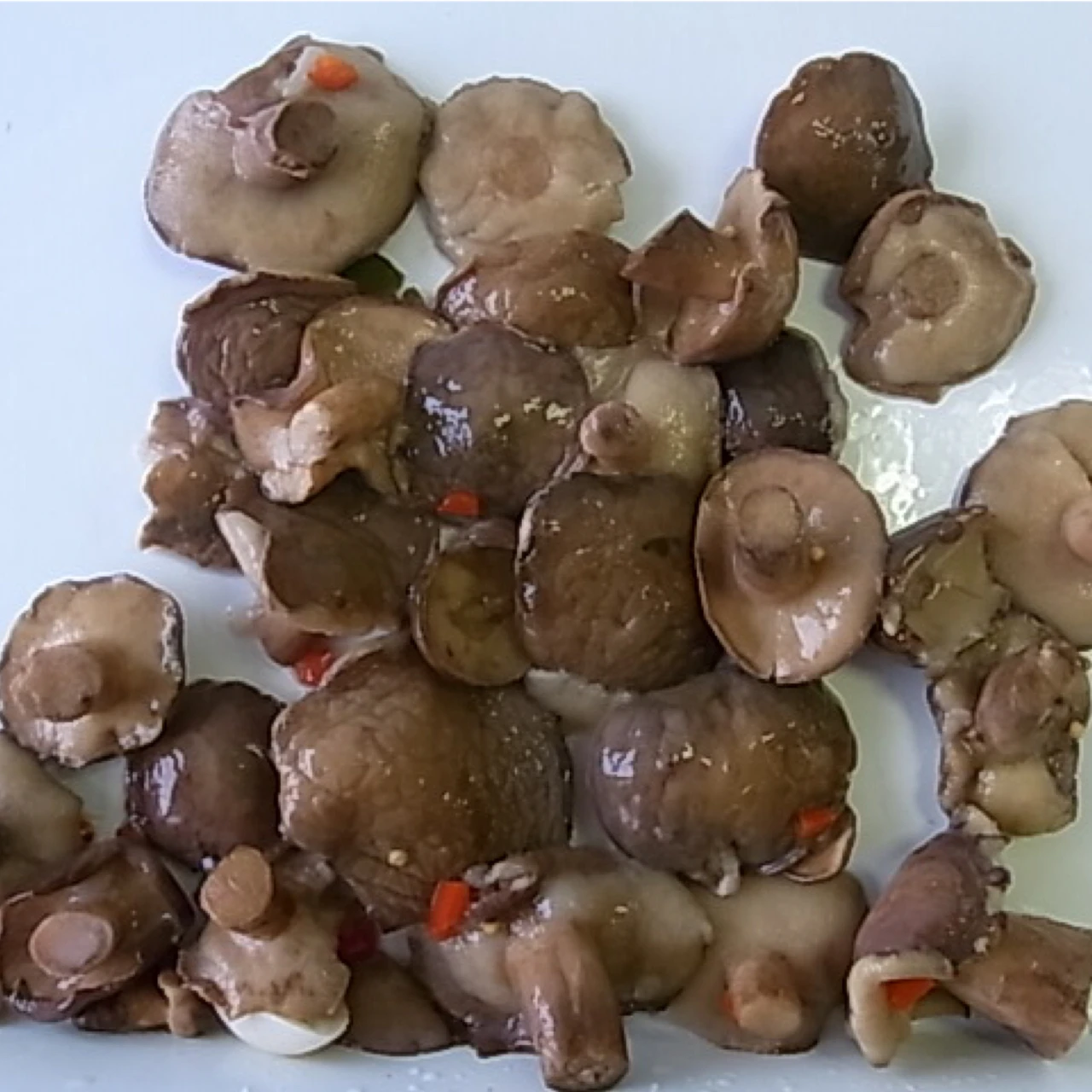 Top quality canned suillus granulatus mushroom in marinated